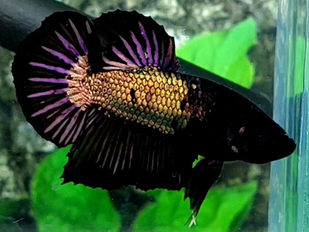 Black Copper Gold Purple Startail HMPK Male