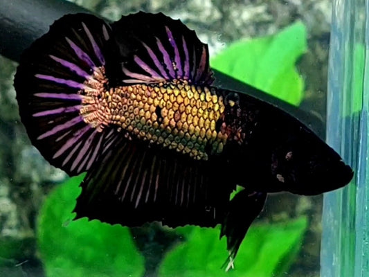 Black Copper Gold Purple Startail HMPK Male