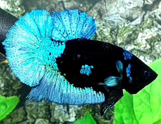 Steel Blue Black Light HMPK Male