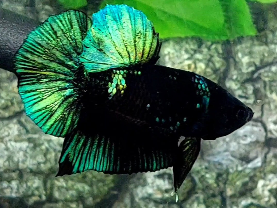 Green Blackstar HMPK Male