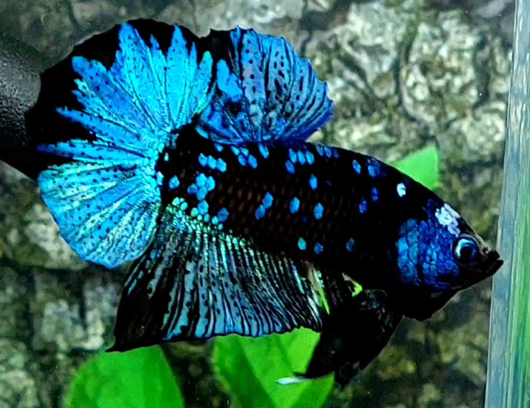 Blue Blackstar Galaxy HMPK Male