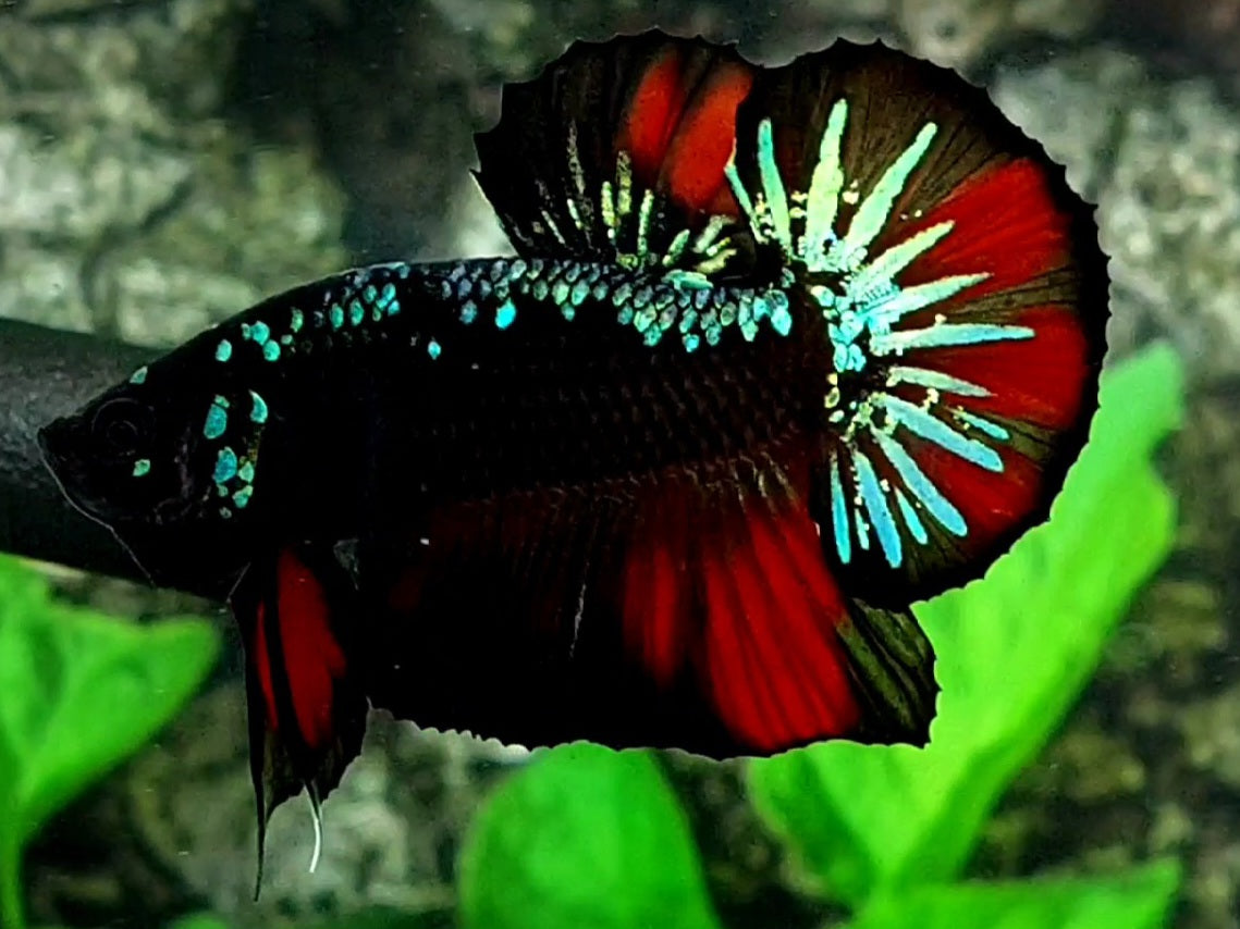 Startail Blackstar Green Red Samurai HMPK Male