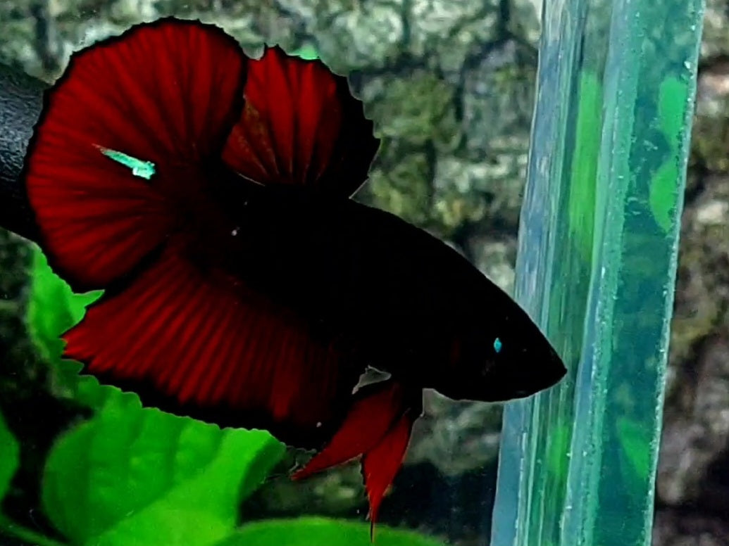 Black Red Devil HMPK Male