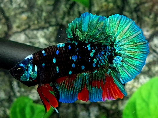 Green Red Blackstar Galaxy HMPK Male