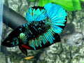 Turquoise Blue Blackstar Galaxy HMPK Male
