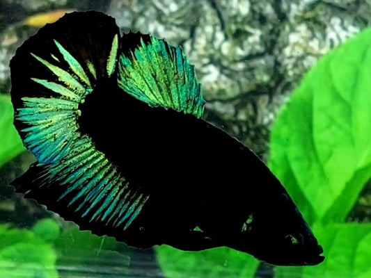 Green Black Light HMPK Male