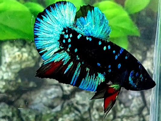 Turquoise Blue Blackstar Galaxy HMPK Male