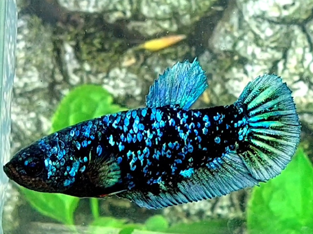 Blackstar Blue Steel Galaxy HMPK Female For Sorority / Breed