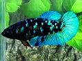 Blackstar Turquoise Galaxy HMPK Female For Sorority / Breed