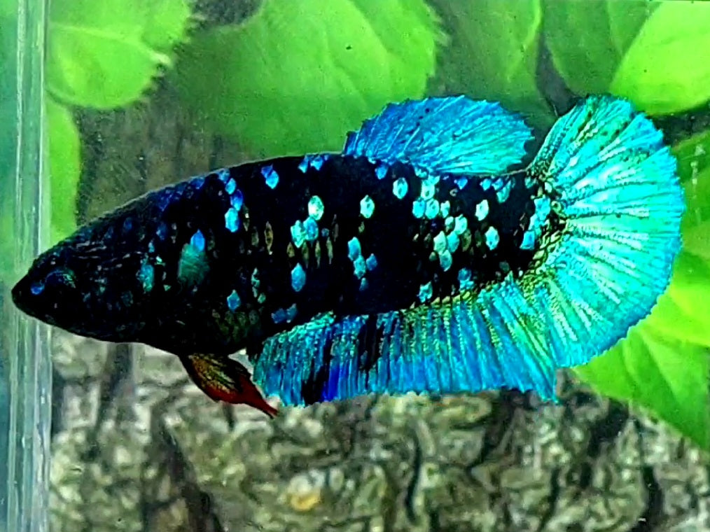 Blackstar Turquoise Galaxy HMPK Female For Sorority / Breed