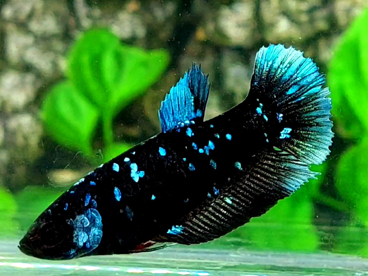 Blackstar Blue Steel Galaxy HMPK Female For Sorority / Breed