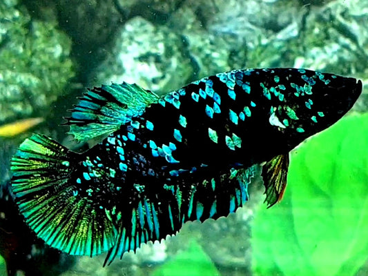 Blackstar Green Galaxy HMPK Female For Sorority / Breed