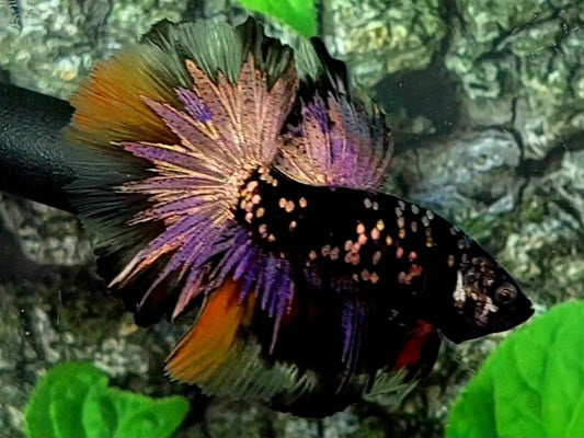 Candy Blackstar Copper Gold Purple Halfmoon Male