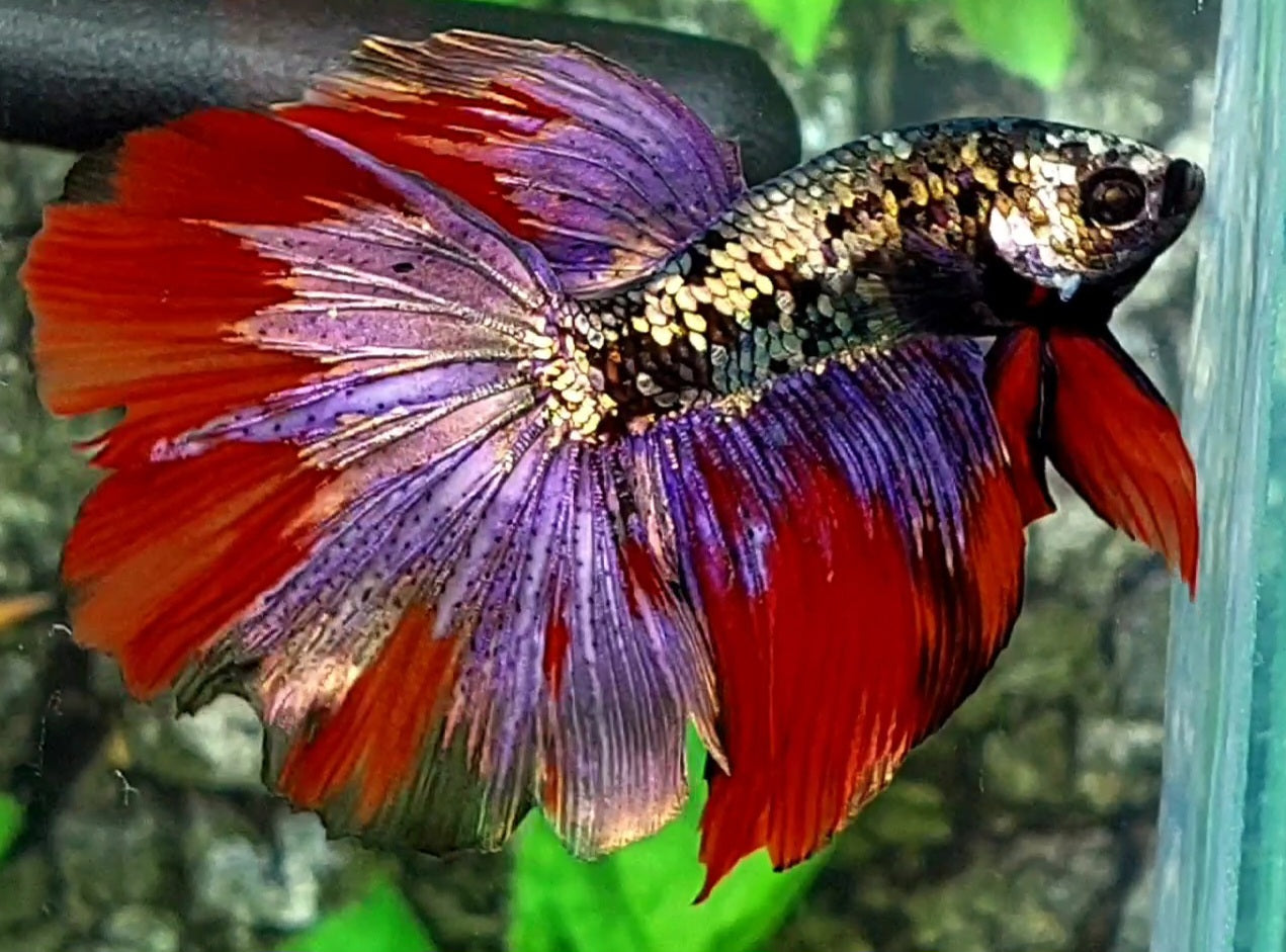 Avatar Copper Gold Purple Red Halfmoon Male