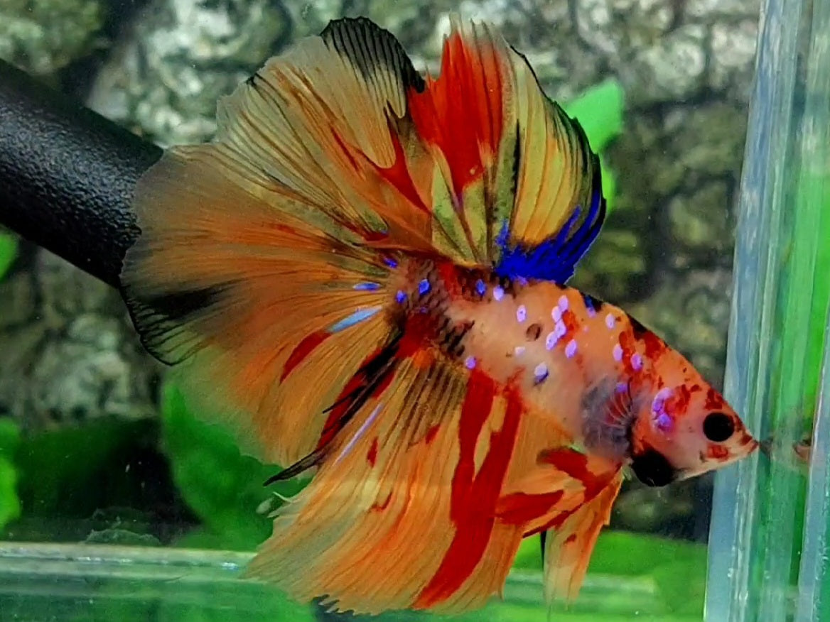 Multicolor Leopard Candy Galaxy Halfmoon Male