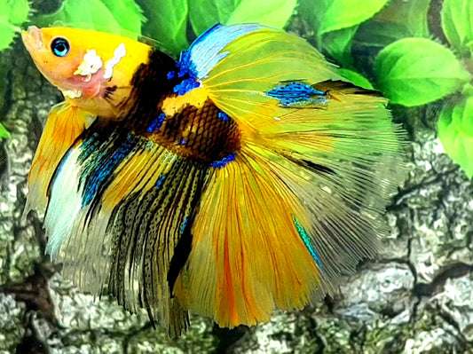 Yellow Tiger Blue Galaxy Halfmoon Male