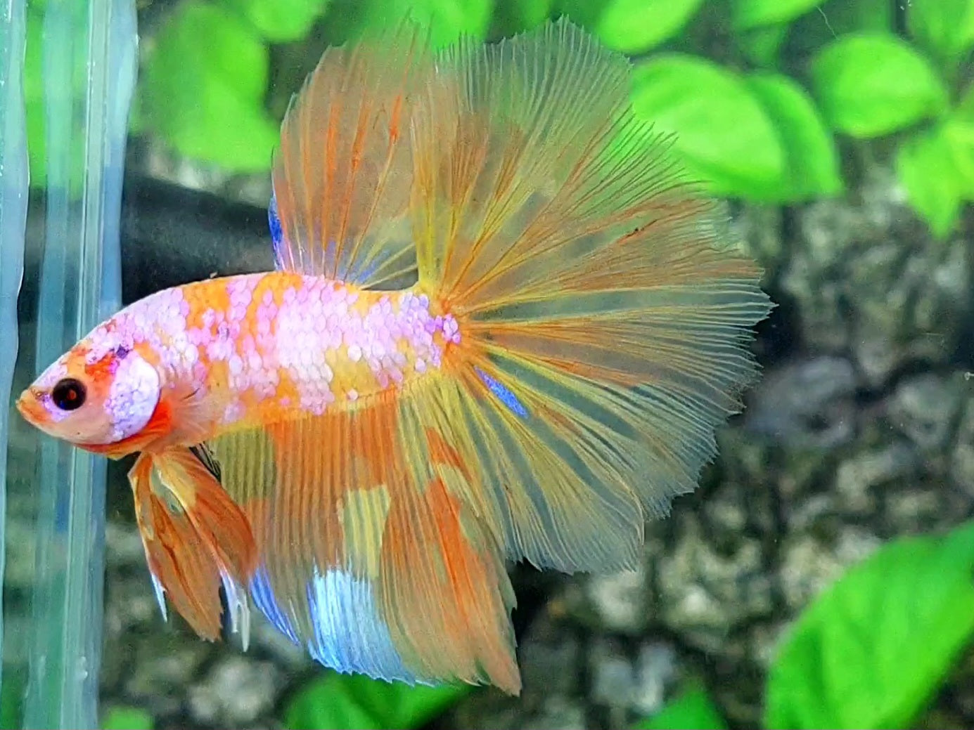 Orange Candy Pink Galaxy Halfmoon Male