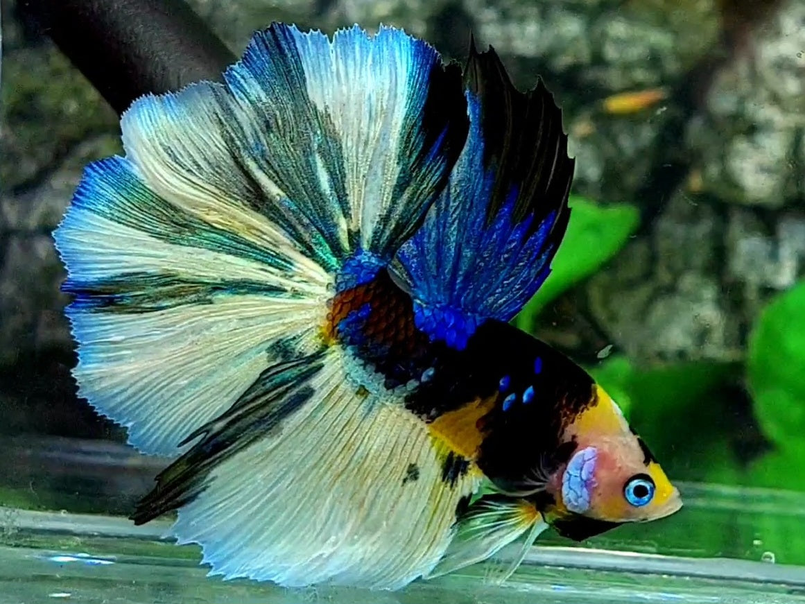 Yellow Tiger Galaxy Barongsai Lion Dance Halfmoon Male