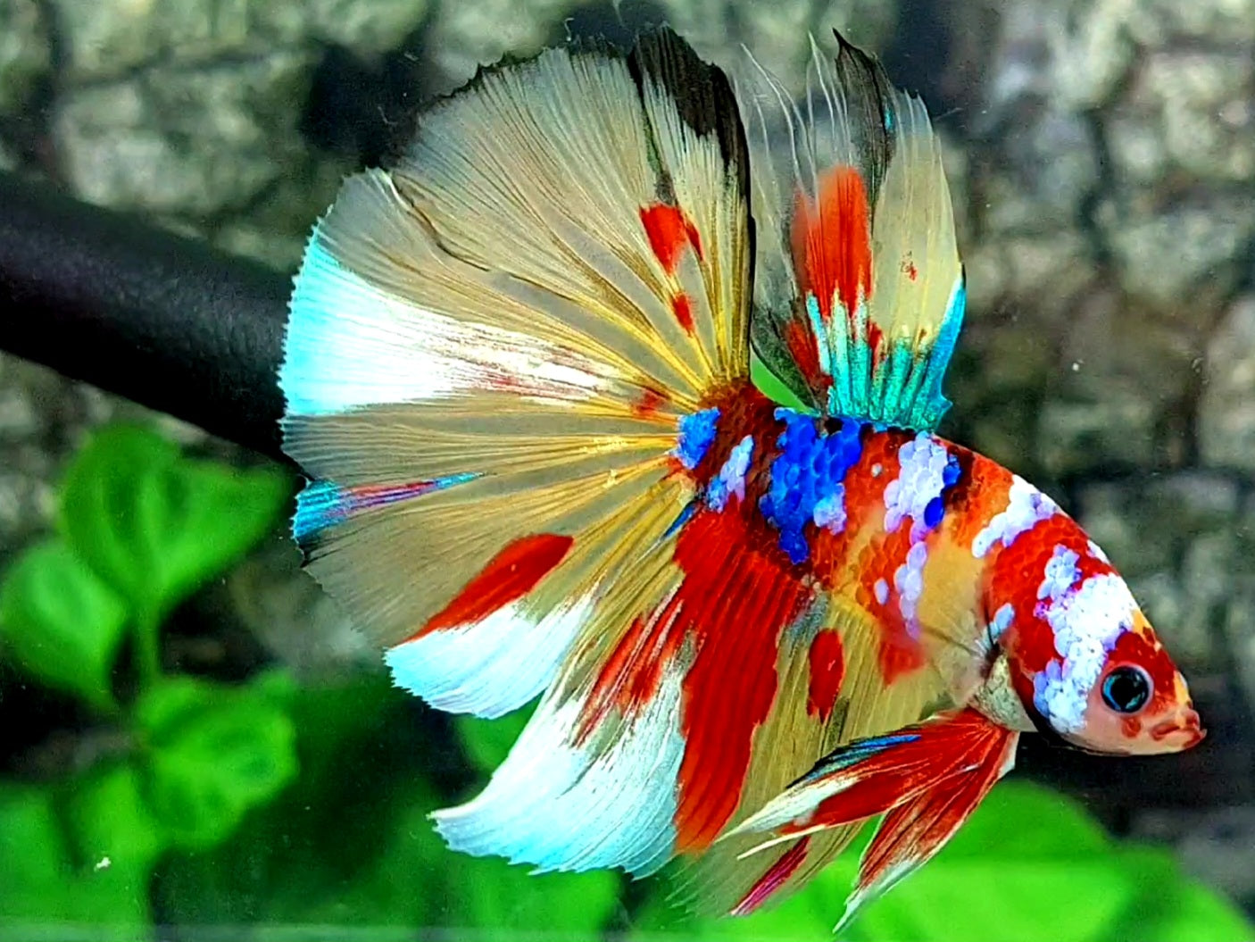 Multicolor Yellowbase Leopard Galaxy Halfmoon Male