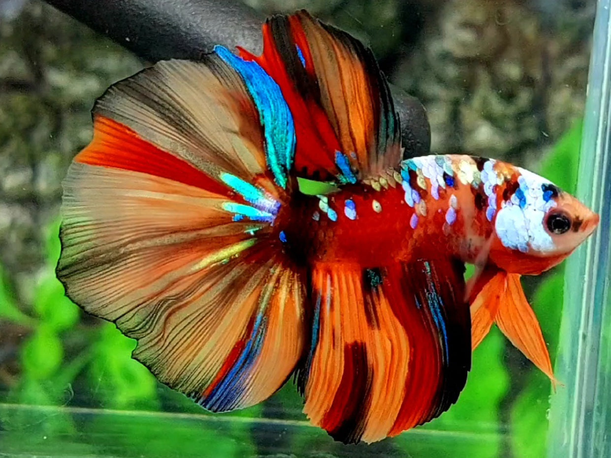 Multicolor Candy Galaxy Halfmoon Male