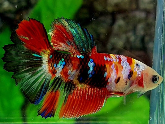 Multicolor Koi Galaxy Halfmoon Female For Sorority / Breed