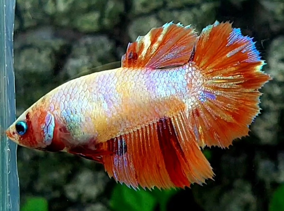 Orange Candy Gold Halfmoon Female For Sorority / Breed