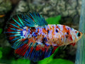 Multicolor Galaxy Halfmoon Female For Sorority / Breed