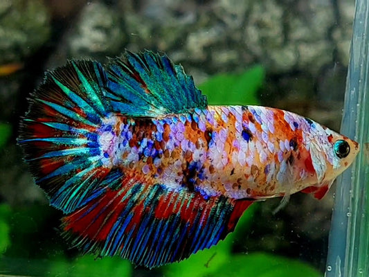 Multicolor Galaxy Halfmoon Female For Sorority / Breed