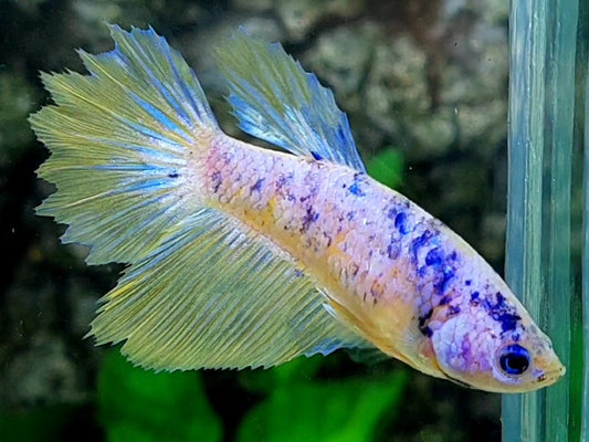 Pink Blue Yellow Fancy Halfmoon Female For Sorority / Breed