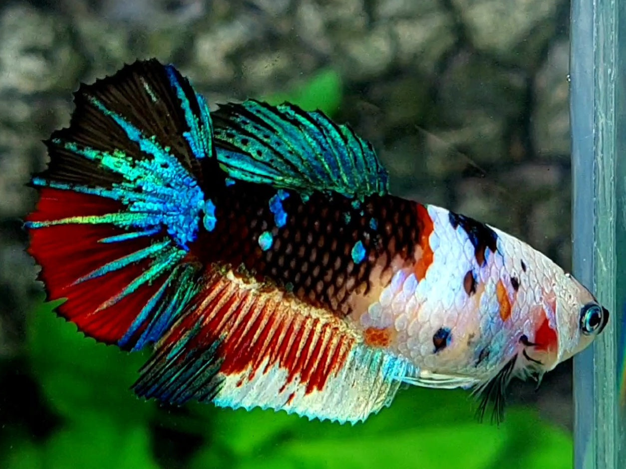 Black Multicolor Koi Galaxy Halfmoon Female For Sorority / Breed