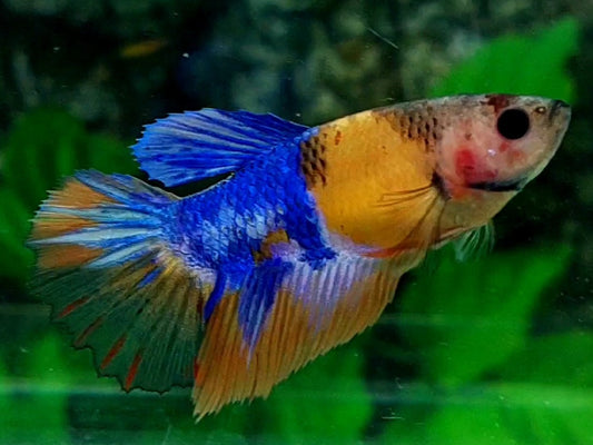 Multicolor Blue Candy Halfmoon Female For Sorority / Breed