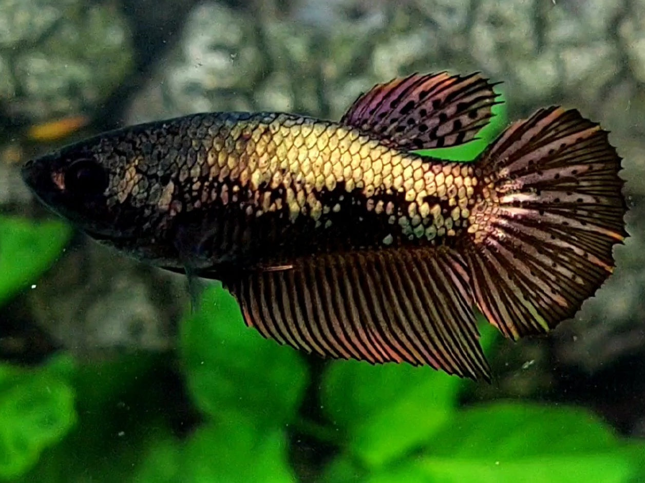 Samurai Copper Black Gold Halfmoon Female For Sorority / Breed