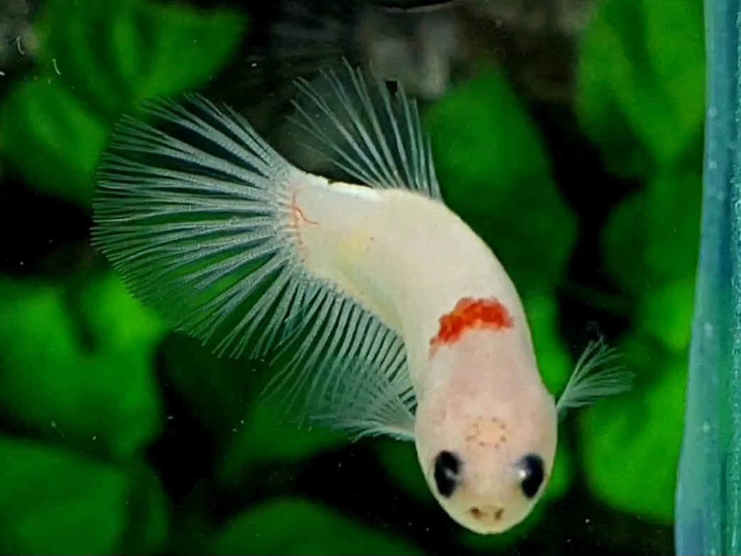 Tancho Koi Halfmoon Female For Sorority / Breed