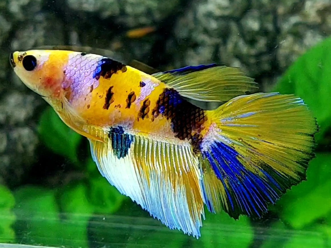 Yellow Tiger Pink Galaxy Halfmoon Female For Sorority / Breed