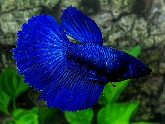 Solid Super Blue Huge Fin Halfmoon Female For Sorority / Breed