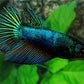 Turquoise Green Halfmoon Female For Sorority / Breed