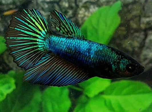 Turquoise Green Halfmoon Female For Sorority / Breed