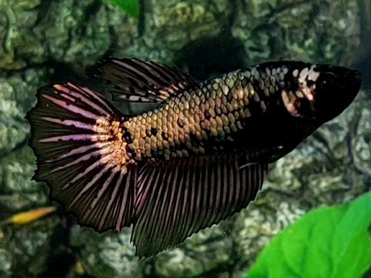 Copper Black Purple Gold Halfmoon Female For Sorority / Breed