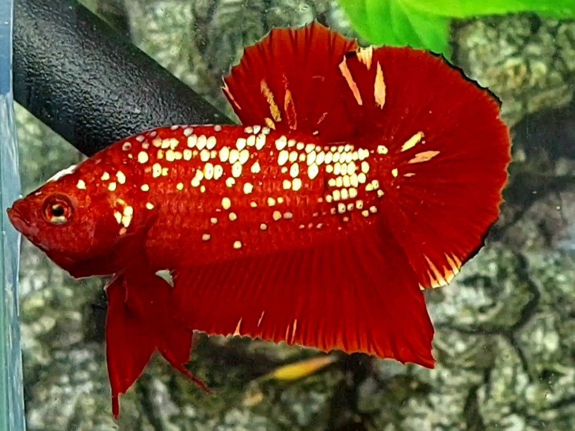 Red Gold Galaxy HMPK Male