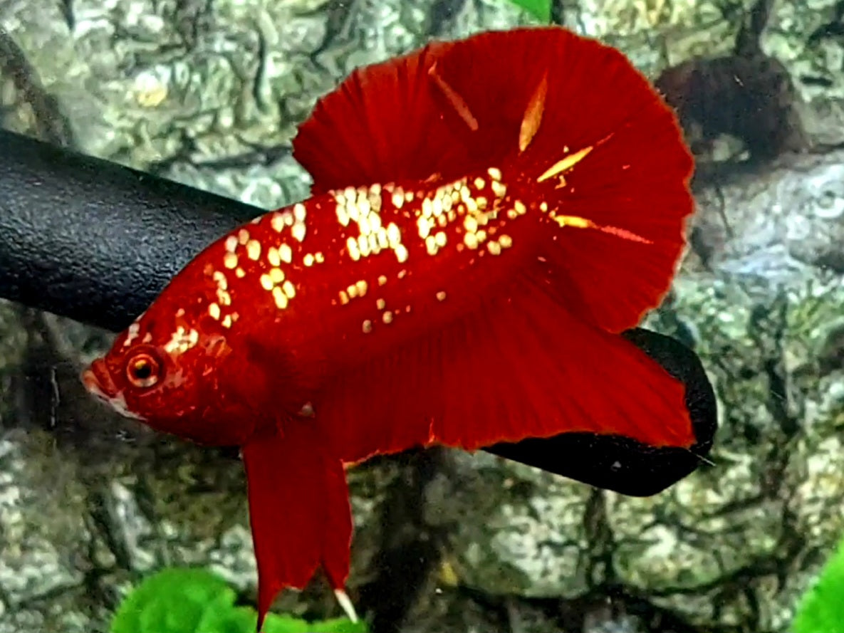 Red Gold Galaxy HMPK Male