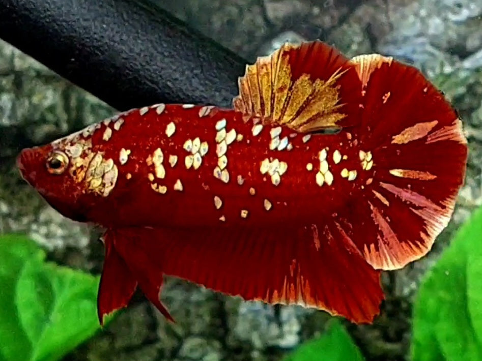 Red Gold Galaxy HMPK Male