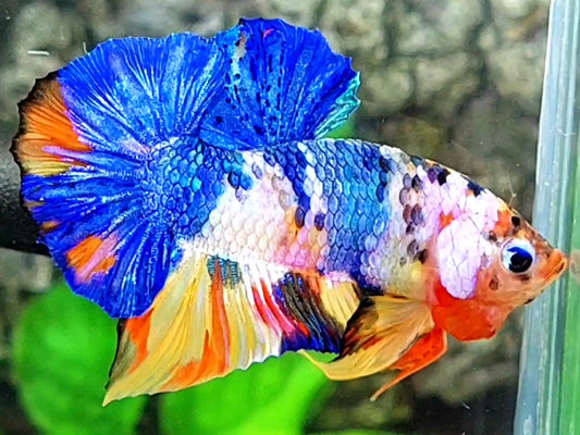 Multicolor Candy Over HMPK Male