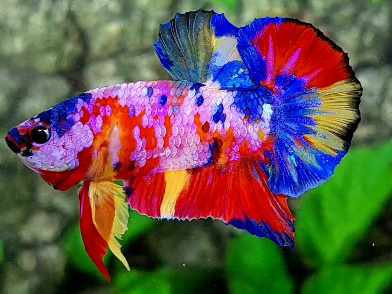 Multicolor Pink Galaxy Over HMPK Male