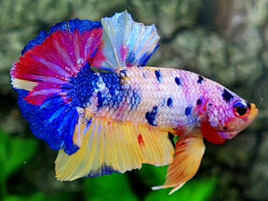 Multicolor Pink Purple Candy HMPK Male