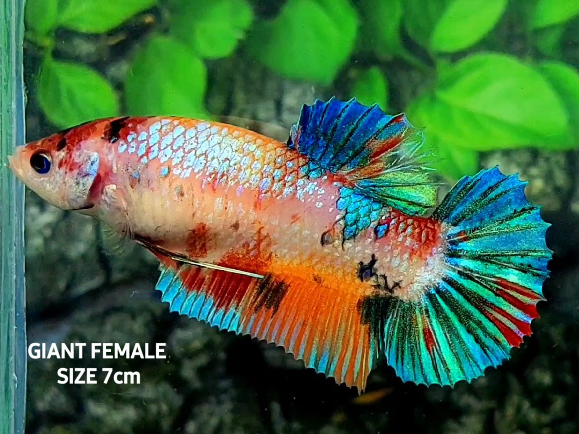 Multicolor Metalic Jumbo GIANT HMPK Female For Sorority / Breed