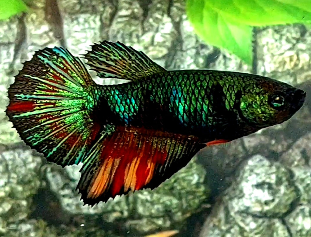 Green Emerald Candy Halfmoon Female For Sorority / Breed