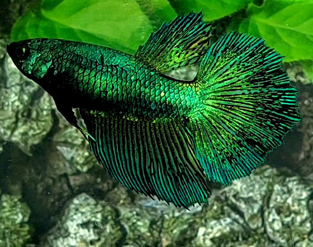 Super Green Emerald Halfmoon Female For Sorority / Breed