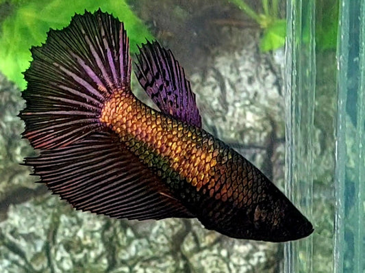 Black Copper Gold Purple Halfmoon Female For Sorority / Breed