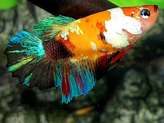 Multicolor Orange Gold Galaxy Halfmoon Female For Sorority / Breed