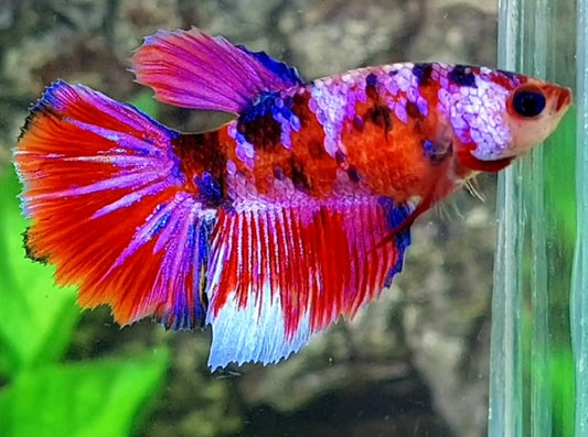 Red Tiger Purple Pink Galaxy Halfmoon Female For Sorority / Breed